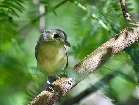 Sivun kuubanvireo kuva