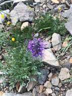 Image of silky phacelia