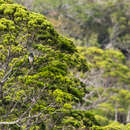 Image of White-bellied Goshawk