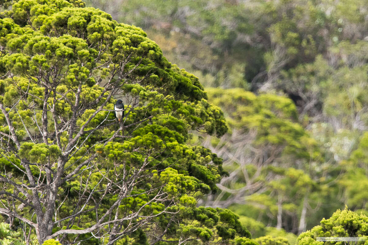 Image of White-bellied Goshawk