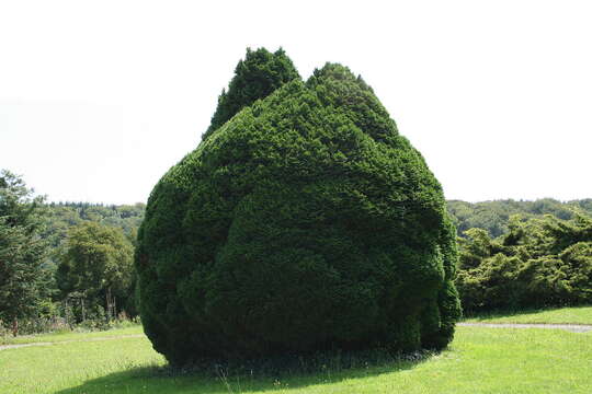 Image of Lawson's Cypress