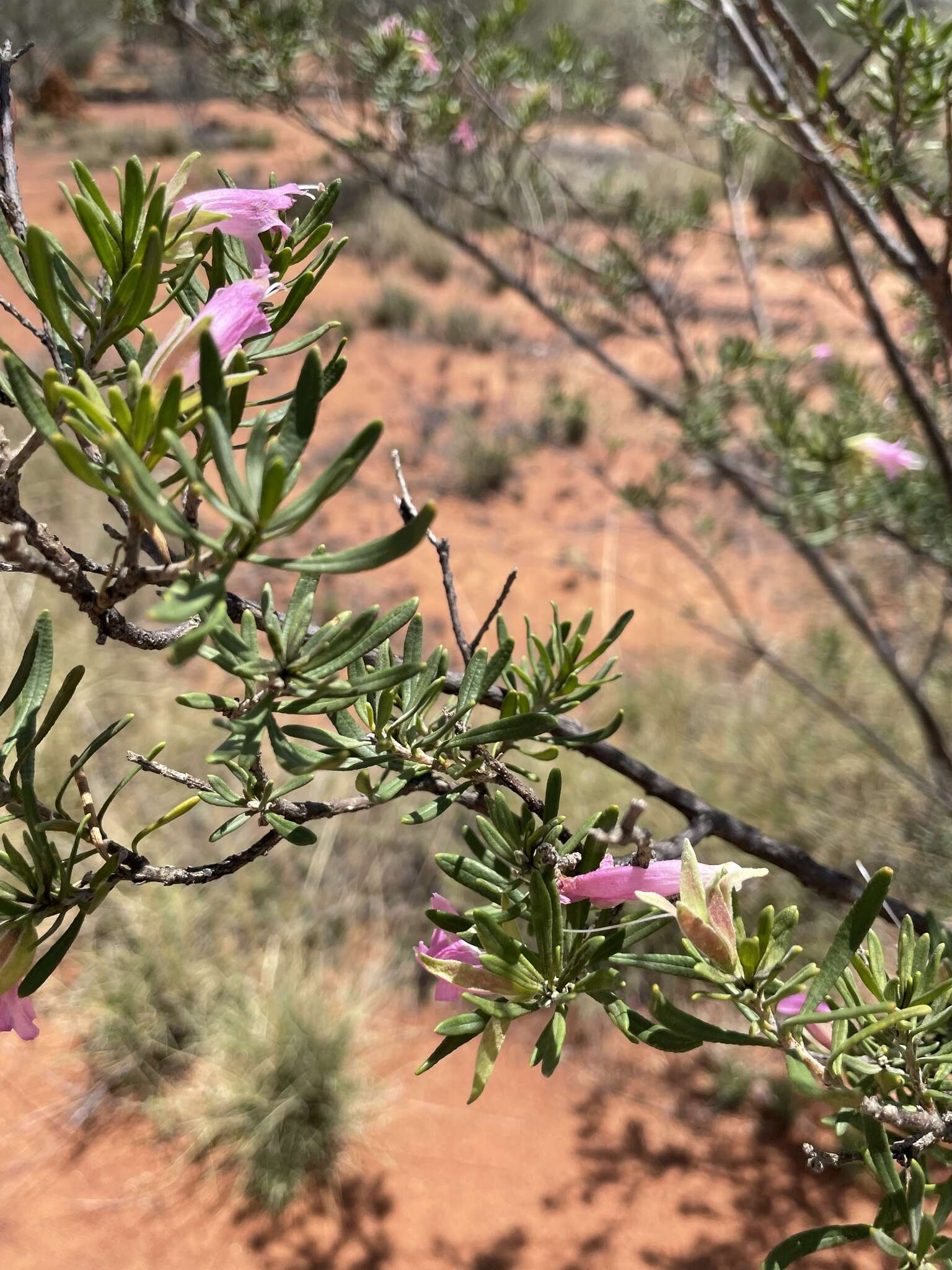 Eremophila latrobei F. Muell.的圖片