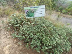 Image of Strobilanthes kunthiana