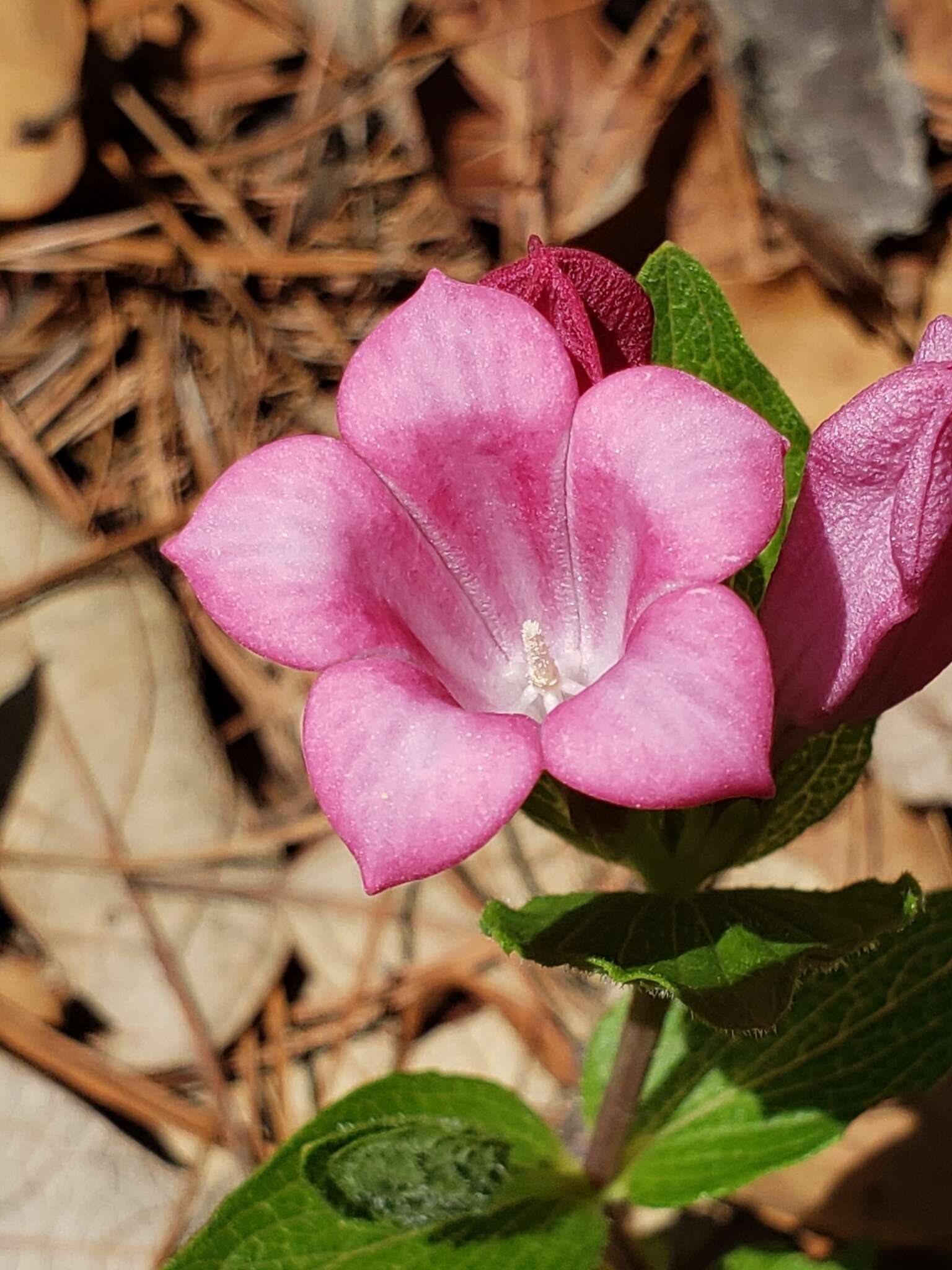 Imagem de Spigelia scabrella Benth.