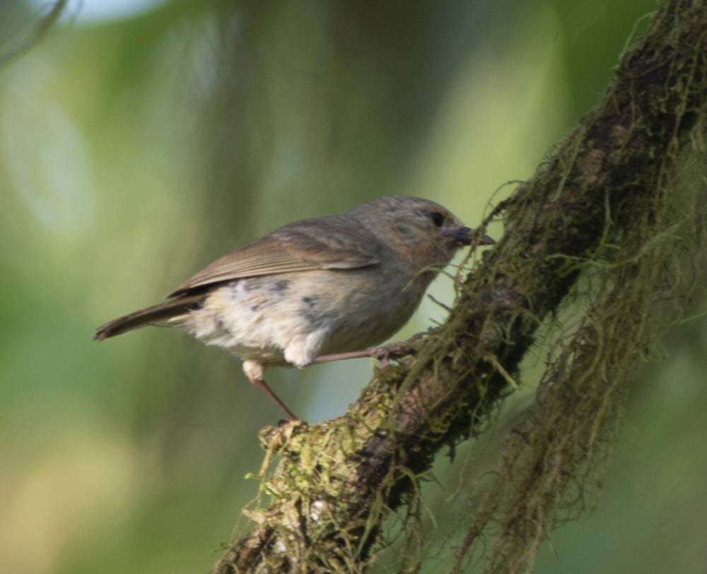 Image of warbler-finch