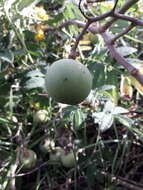 Image of Solanum juglandifolium Humb. & Bonpl. ex Dun.