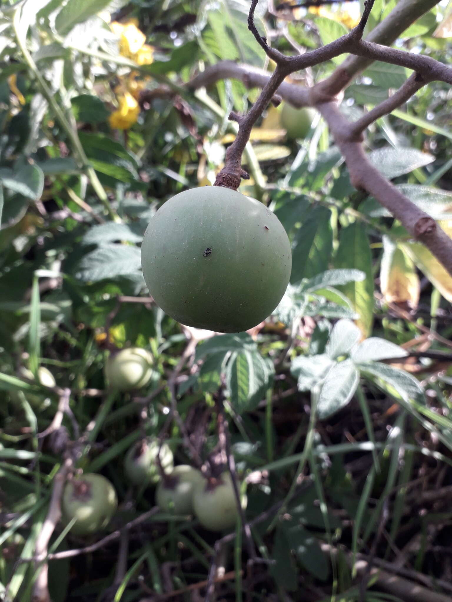 Image of Solanum juglandifolium Humb. & Bonpl. ex Dun.