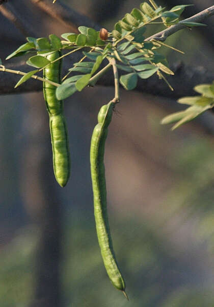 Image of Rain tree