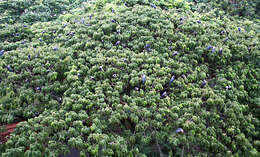 Image of Rain tree