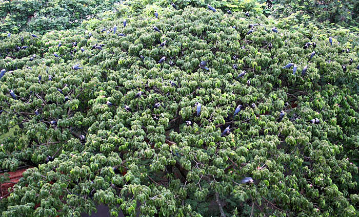 Image of Rain tree