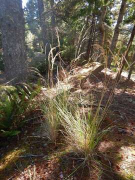 Image of Pacific reedgrass