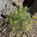 Pteryxia petraea (M. E. Jones) Coult. & Rose resmi