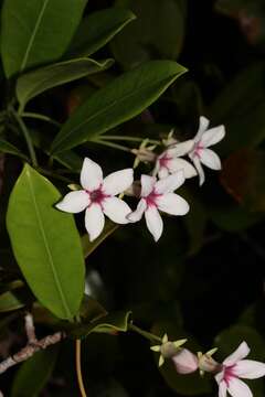 Image of Stephanotis thouarsii Brongn.