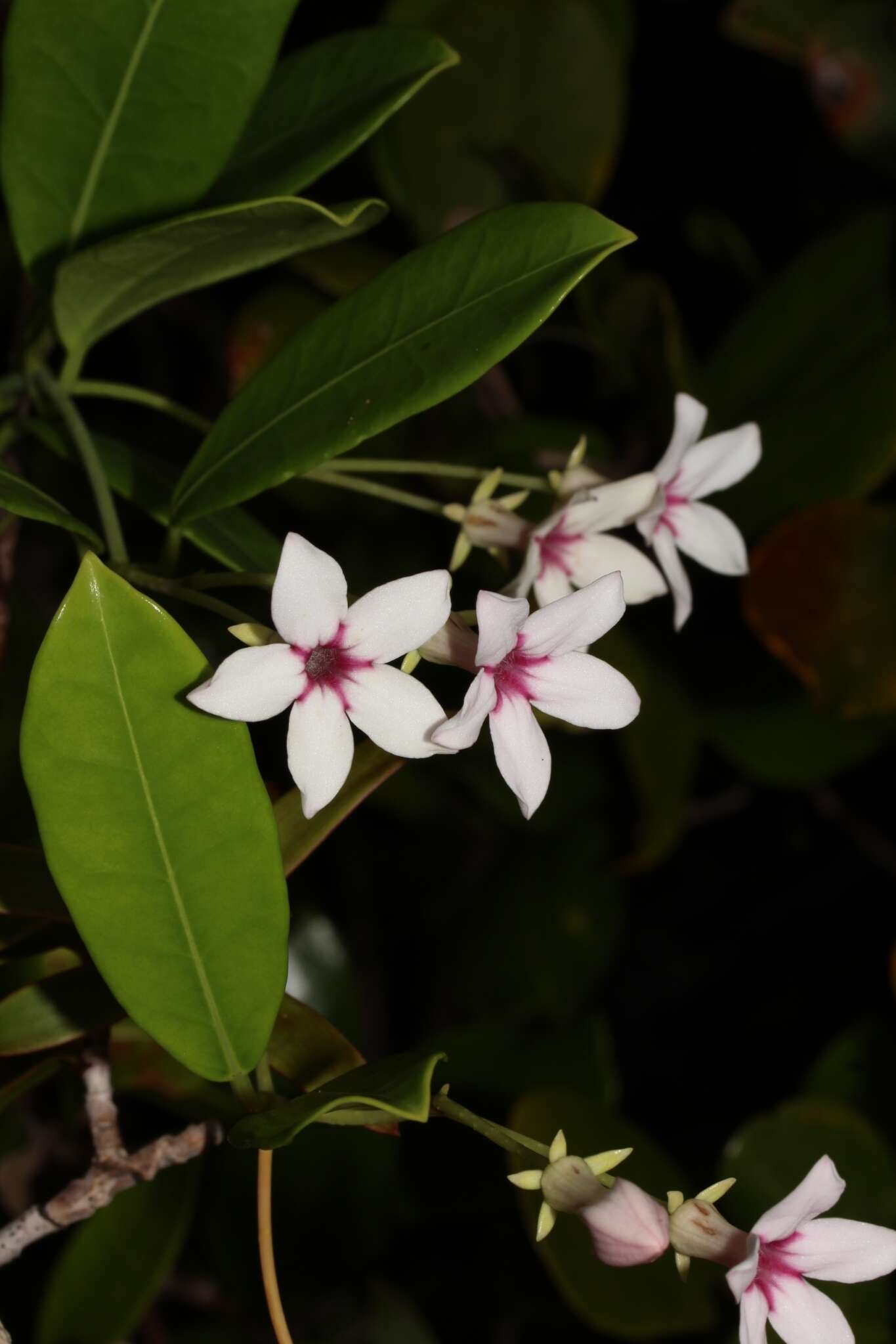 Image of Stephanotis thouarsii Brongn.