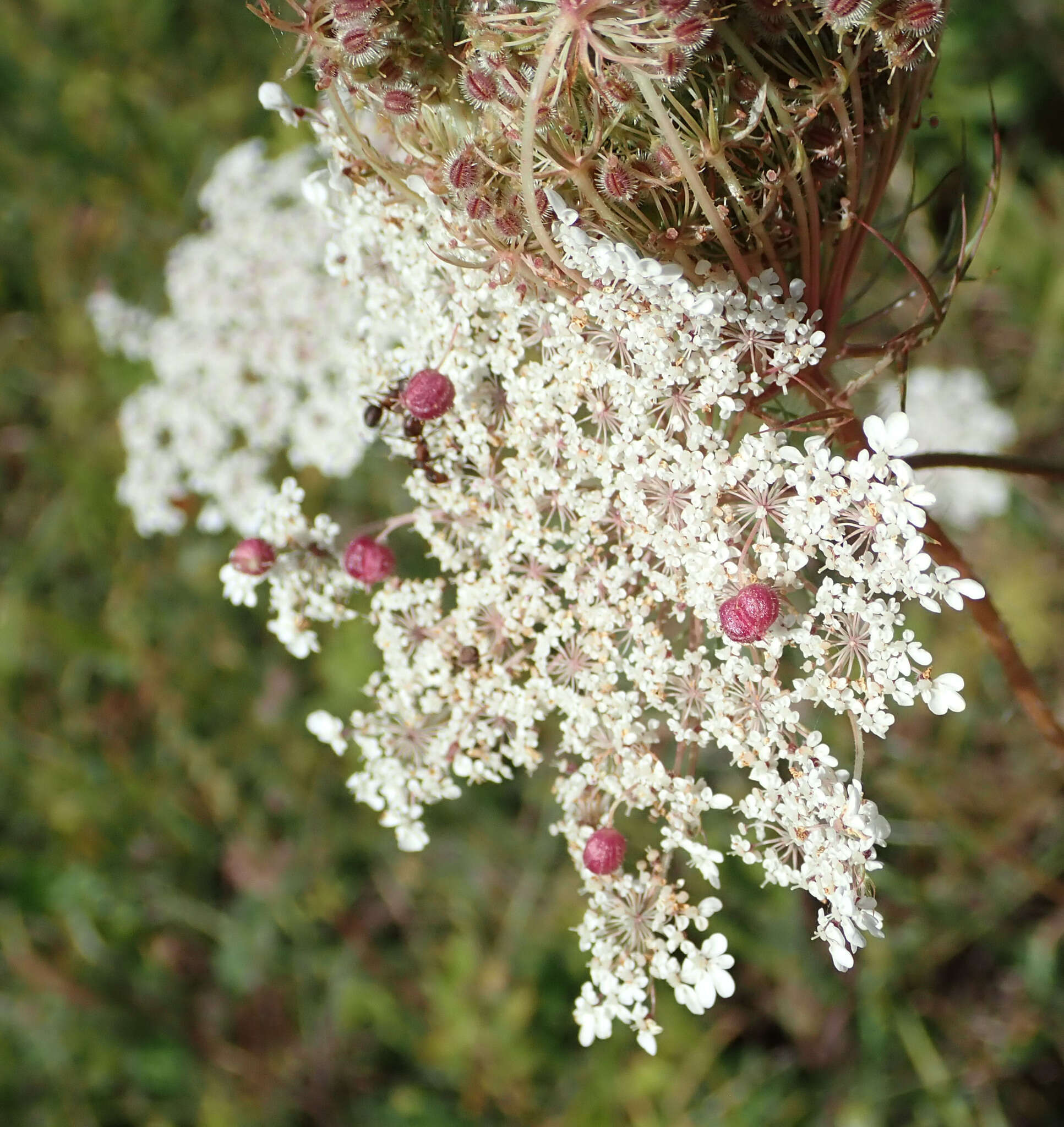 Imagem de Kiefferia pericarpiicola (Bremi 1847)