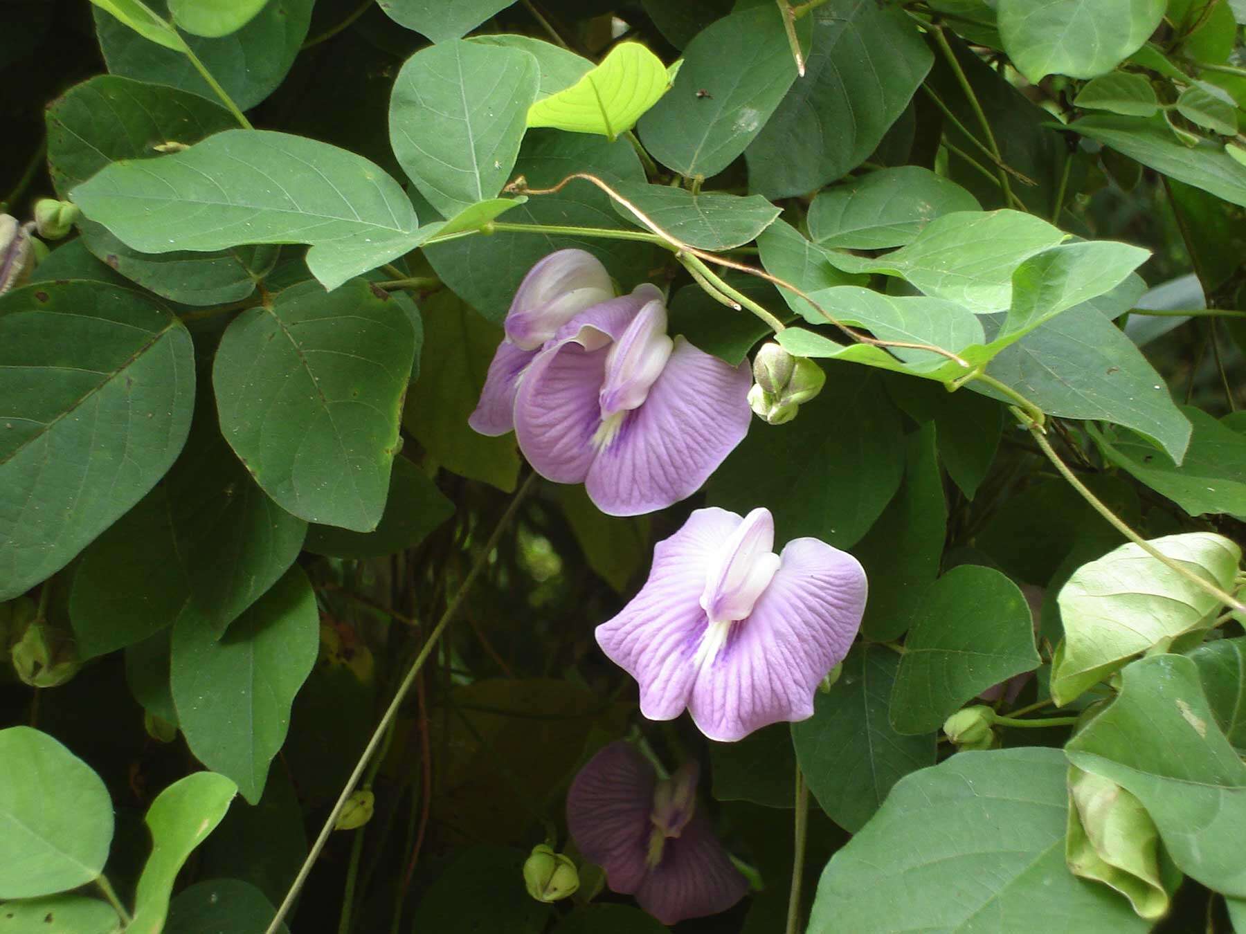 Image of flor de conchitas