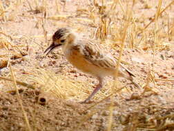 Imagem de Chersomanes albofasciata barlowi White & Cmn 1961