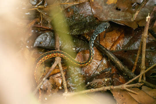 Image of Malayan Spotted Keelback Water Snake