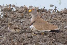 Image of Grey-headed Lapwing