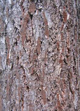 Image of Douglas Fir