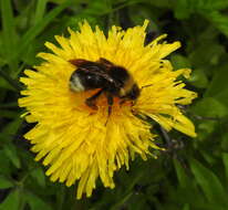 Image of Ashton's Cuckoo Bumblebee