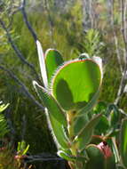 Image of Protea stokoei Phillips