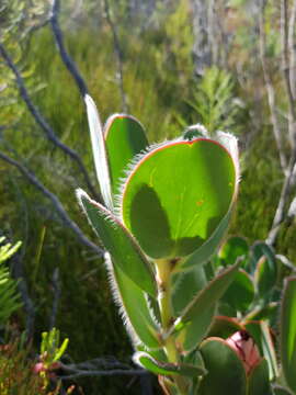 Image of Protea stokoei Phillips