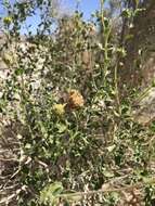 Sivun Encelia frutescens var. frutescens kuva