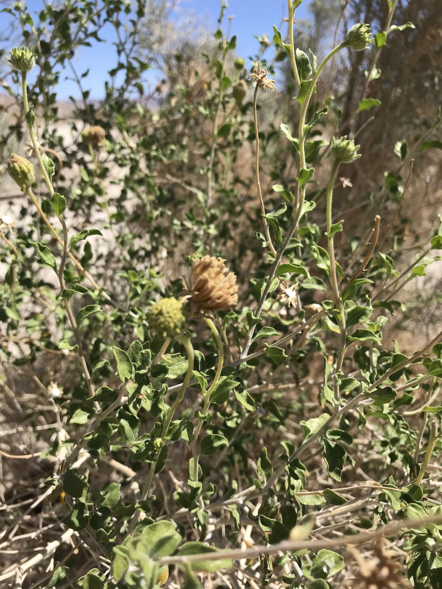 Sivun Encelia frutescens var. frutescens kuva