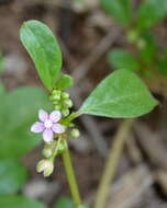 Image of Ostrich herb