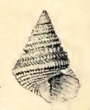 Image of Perrinia elisa (Gould 1849)