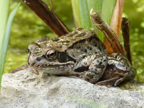 Image of Common frog