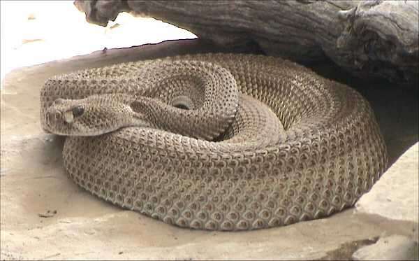 Image of Western Diamond-backed Rattlesnake