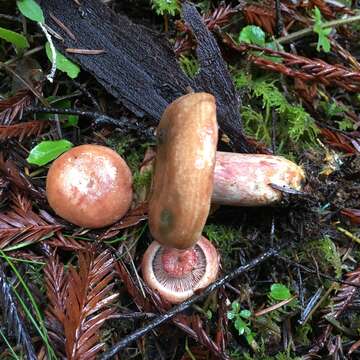 Image of Lactarius rubrilacteus Hesler & A. H. Sm. 1979