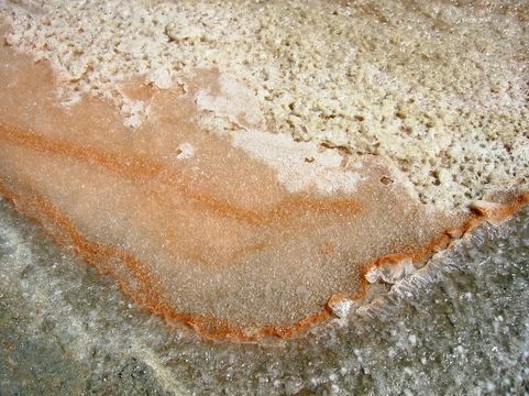 Image of <i>Dunaliella salina</i>