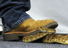 Image of Western Diamond-backed Rattlesnake