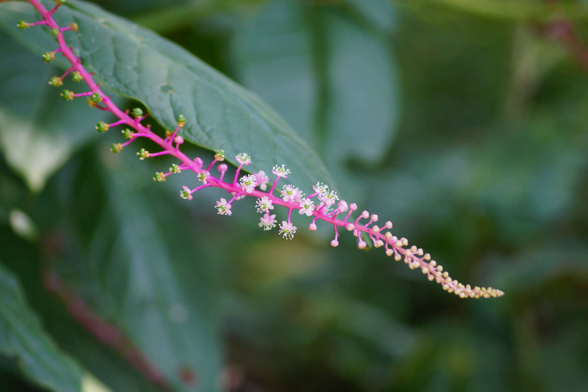 Image of Venezuelan pokeweed