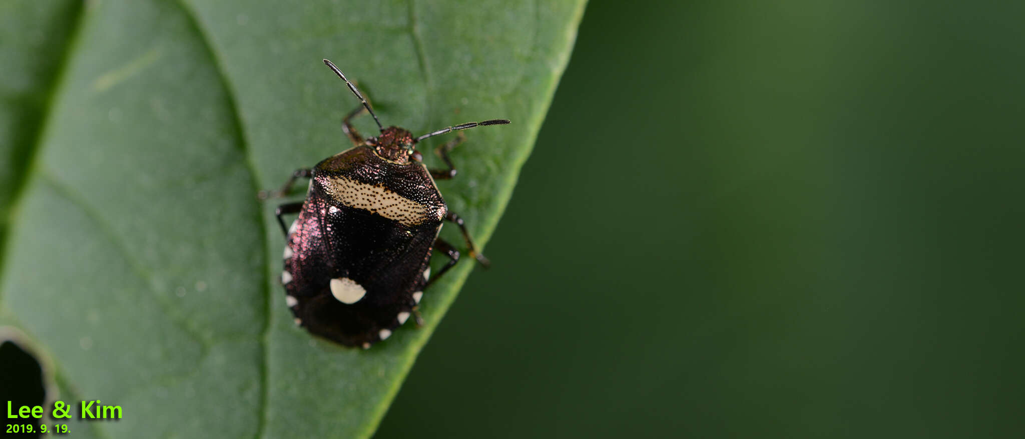 Image of Menida violacea Motschulsky 1861