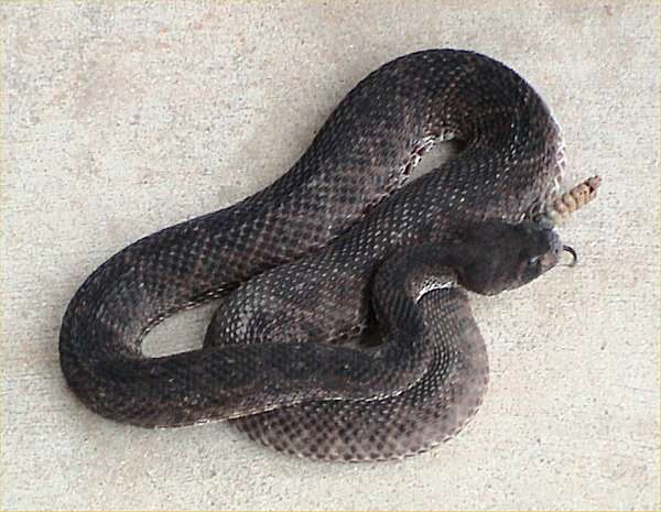 Image of Western Diamond-backed Rattlesnake