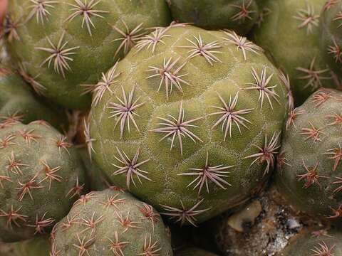 Image of Tephrocactus bonnieae (D. J. Ferguson & R. Kiesling) Stuppy