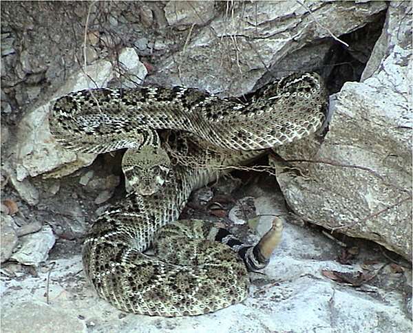 Image of Western Diamond-backed Rattlesnake