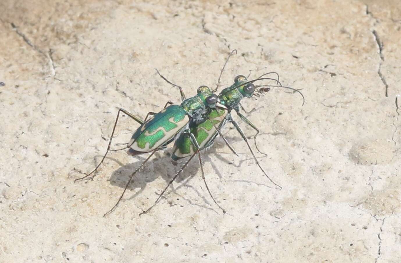 Image of Ellipsoptera rubicunda (E. D. Harris 1911)