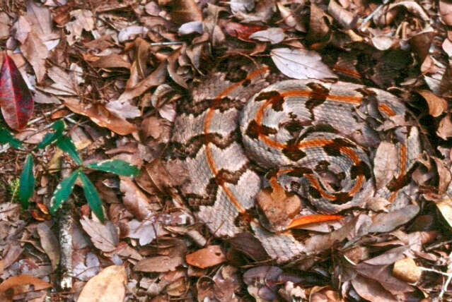 Image of Timber Rattlesnake