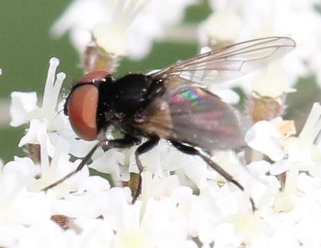 Image of Phasia barbifrons (Girschner 1887)