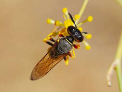 Imagem de Philanthus triangulum (Fabricius 1775)