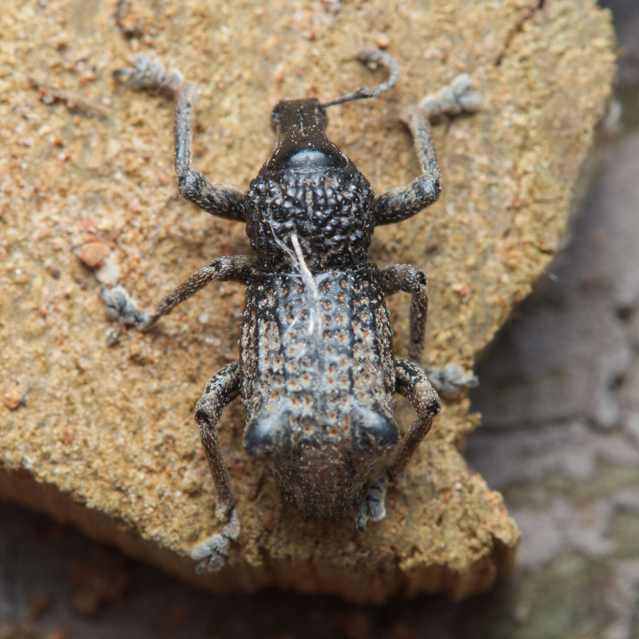 Image of Zymaus binodosus Pascoe 1870