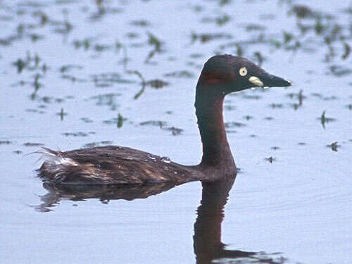 Image of Little Grebe