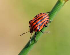 Image of <i>Graphosoma italicum</i>