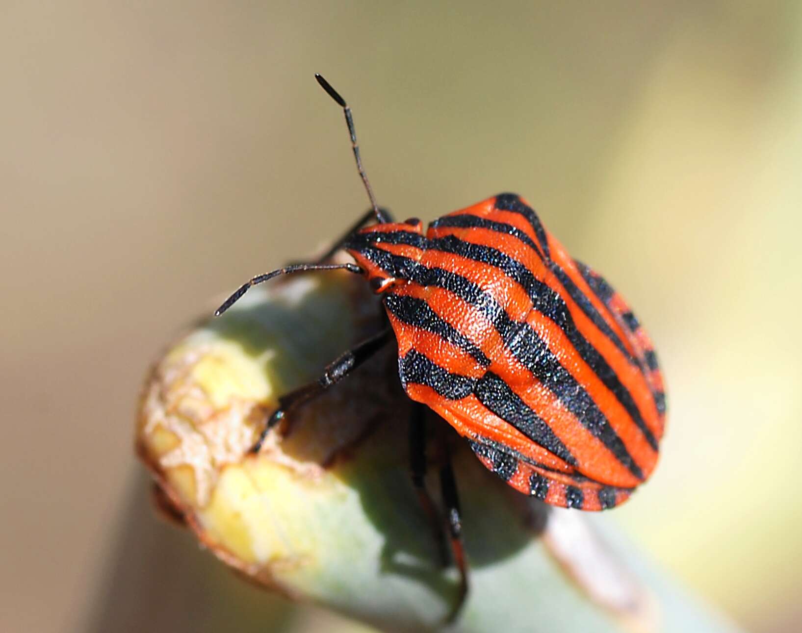 Image of <i>Graphosoma italicum</i>