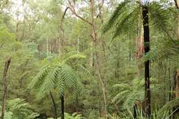 Image of Rough Tree Fern